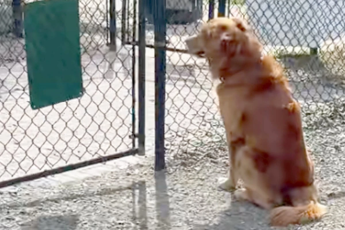 Golden Retriever ist ganz allein im Hundepark: Seine Reaktion bricht alle Herzen