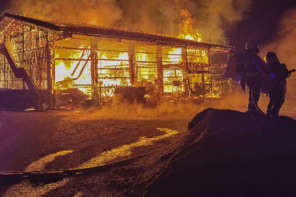 Millionenschaden bei Brand in Niederbayern! 150 Stiere gerettet