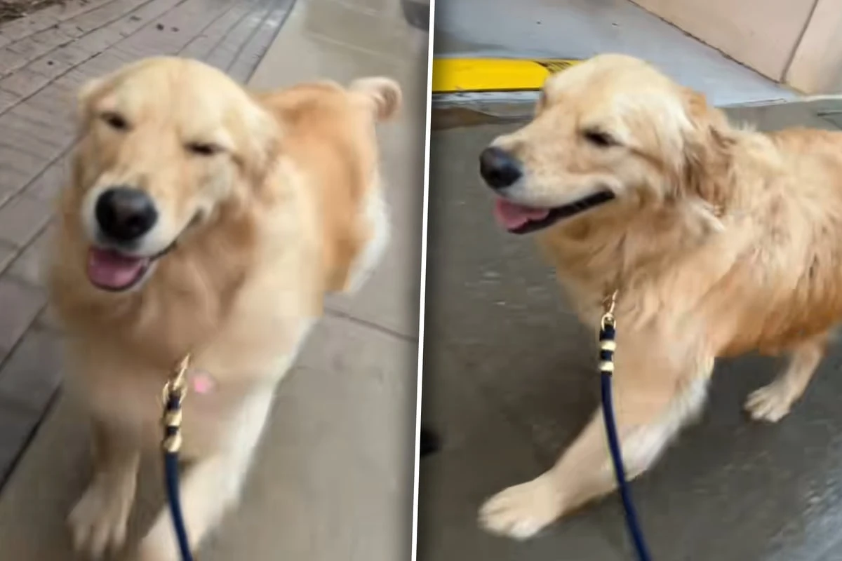 Golden Retriever wird von Regen überrascht: Was dann passiert, rettet so vielen den Tag