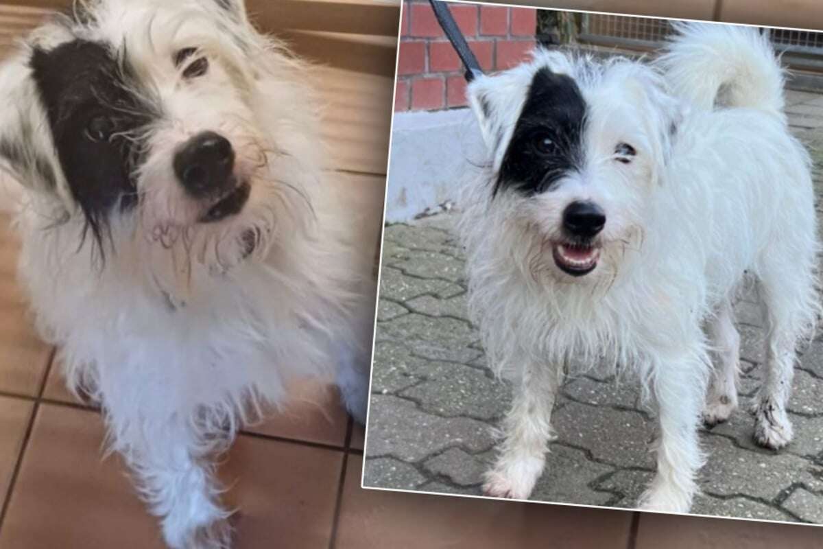 Kleiner Hund aus schlechter Haltung gerettet: Struppi sucht ganz besondere Menschen