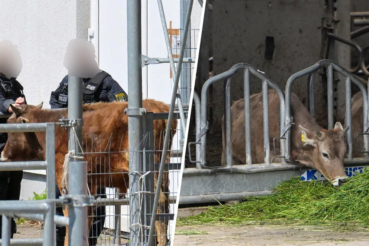 Nach Razzia in Halsbrücke: Was wird jetzt aus den 