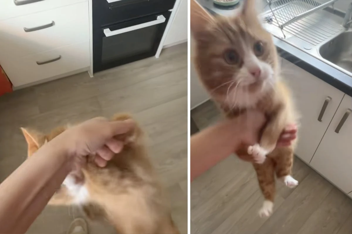 Katze hat Hunger: Was sie dann macht, lässt Lachtränen fließen