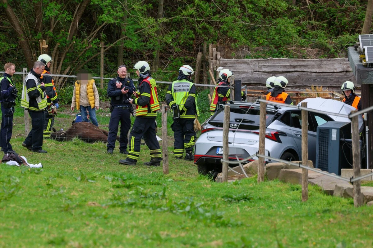 Hyundai kracht in Stall: 82-jähriger Fahrer tot - auch ein Pferd stirbt