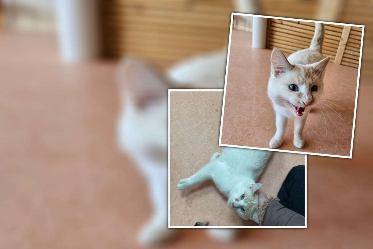 Neues Jahr, neues Heim: Hübscher Kater sucht Zuhause zum Wohlfühlen