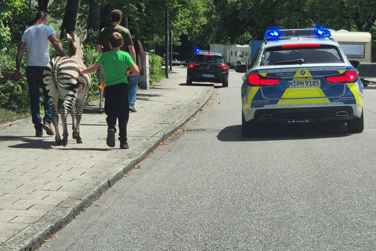 Kurioser Einsatz: Zebras flüchten in München vor Polizei