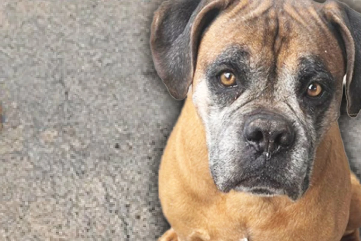 Das Schicksal kann hart zuschlagen, Boxer Max davon ein Liedchen singen
