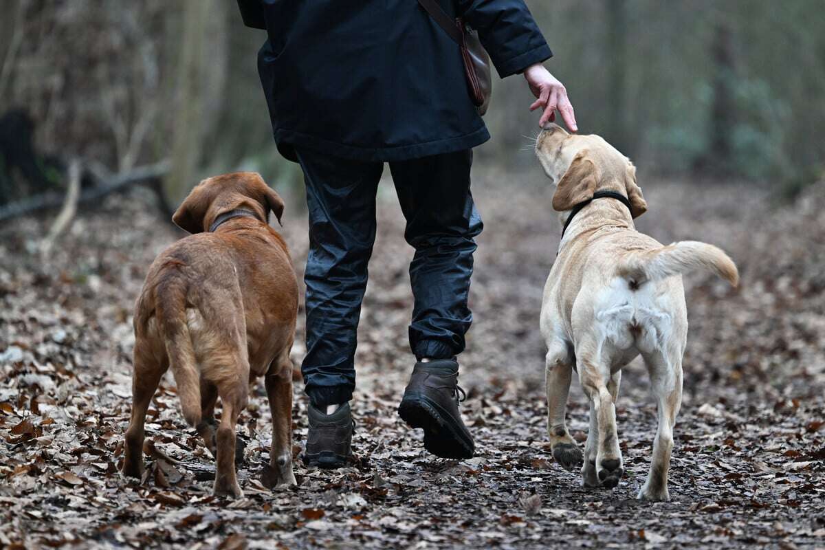 Nächste Klatsche für Hundebesitzer in Hessen: Hier wird der Vierbeiner deutlich teurer