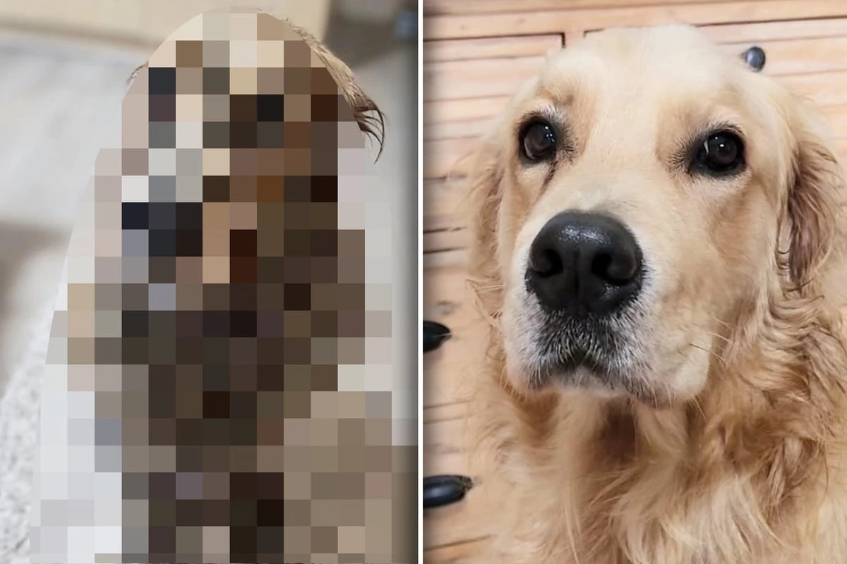 Frau lässt Golden Retriever kurz in Garten: Wenig später erkennt sie ihren Fehler