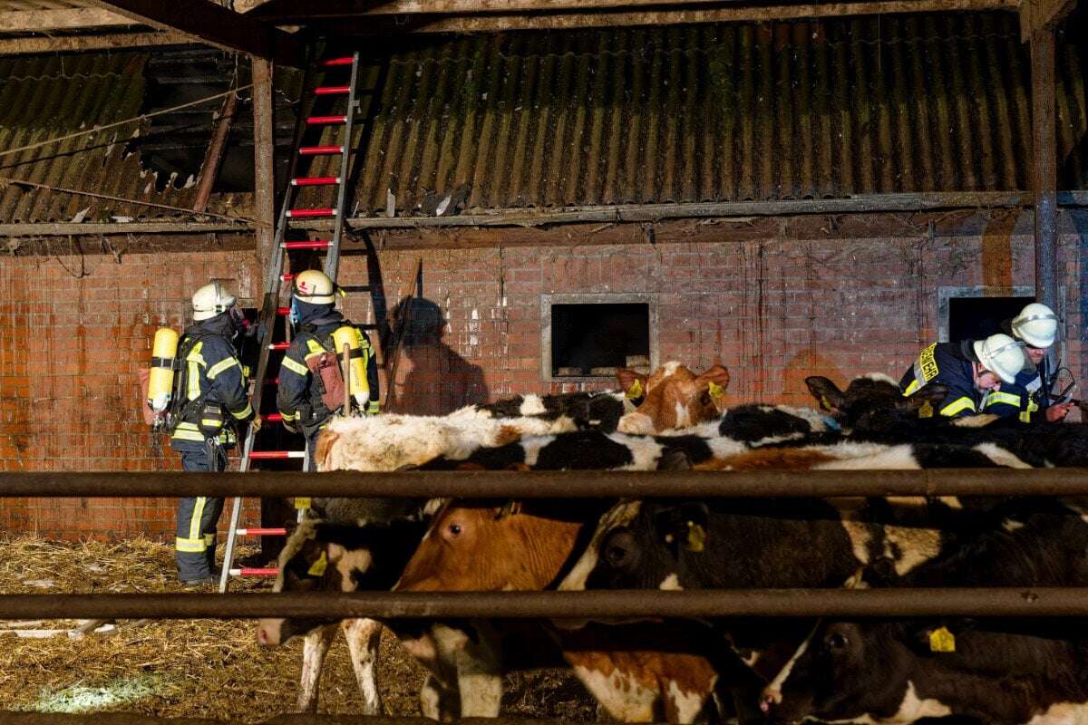 Verheerendes Feuer in Rinderstall! Kälber verenden in Flammen