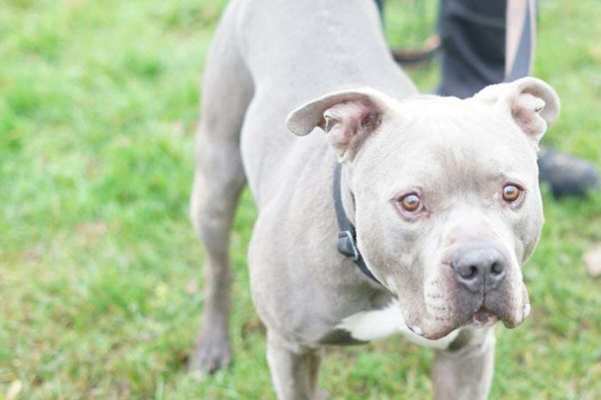 Er sitzt schon seit sechs Jahren im Tierheim: Achim hat die Hoffnung noch nicht aufgegeben