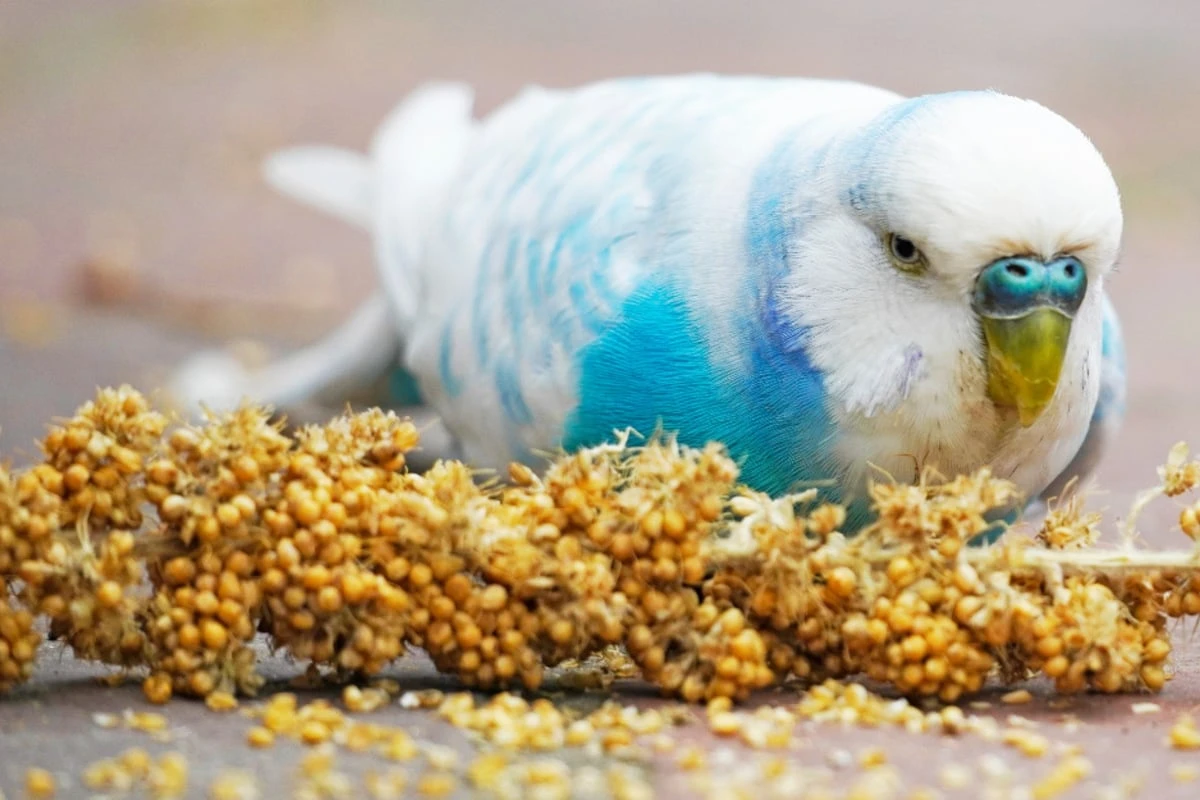 Artgerechte Ernährung: Was fressen Wellensittiche wirklich?