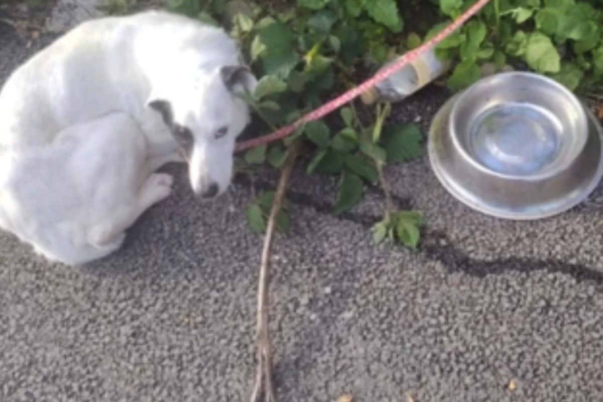 Im Stich gelassen: Besitzer kettet Hund eiskalt an und haut ab