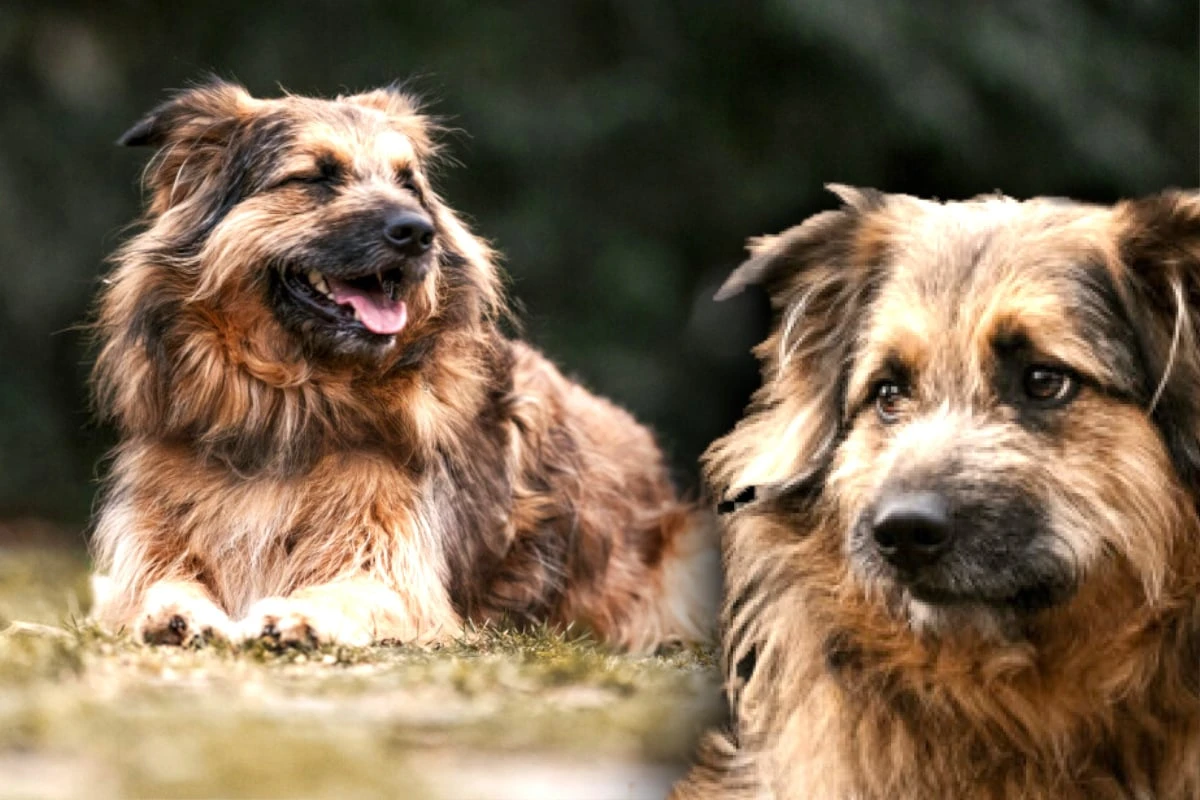 Nach Schicksalsschlag: Briard-Mix 