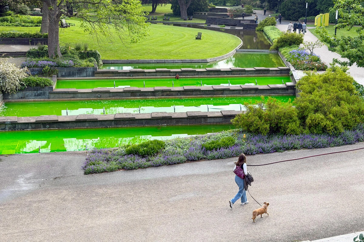 Plötzlich giftgrünes Wasser in Hamburgs Brunnen: Was steckt dahinter?