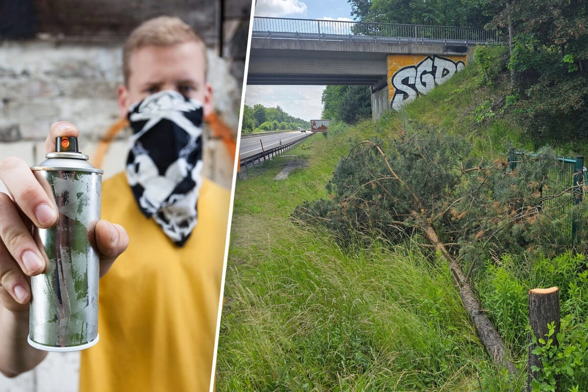 Dynamo-Fans fällen Bäume, damit ihre Graffiti besser zu sehen sind