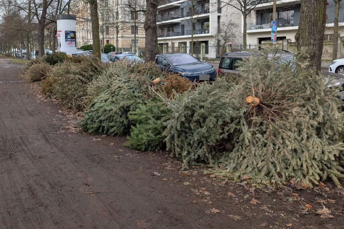 Weihnachtsbäume liegen noch immer in Leipzig: Wurden diese Tannen illegal entsorgt?