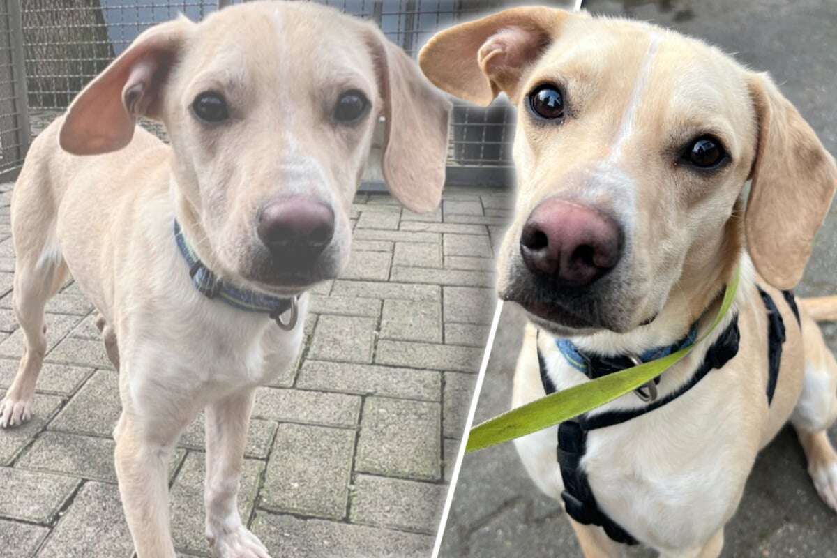 Von der Hölle in den Himmel: Hund Berti will schreckliche Vergangenheit hinter sich lassen