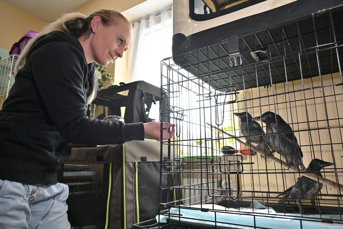 Wo verletzte Piepmätze in Chemnitz Hilfe finden: Ihre Wohnung ist eine Wildvogelstation