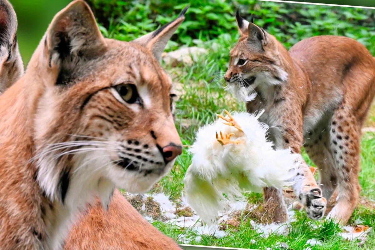 Hühnerjagd in sächsischem Tierpark: Luchs erlegt Federvieh