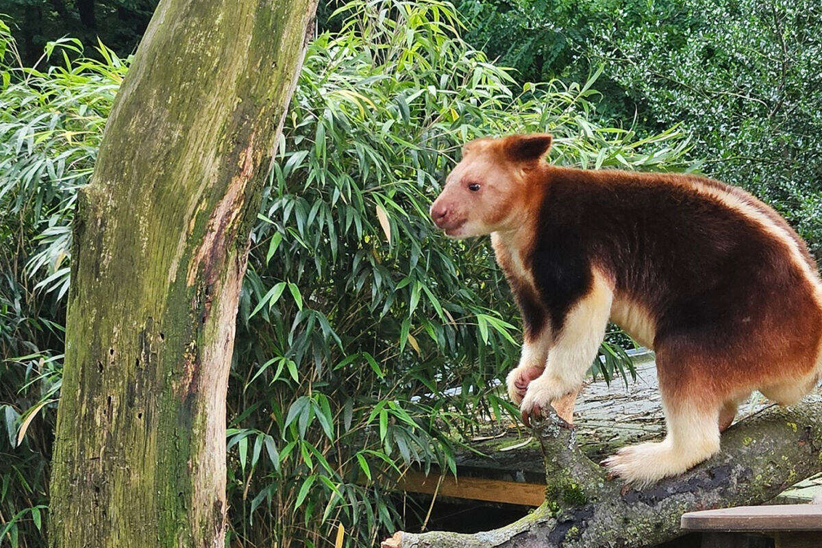 Zoo Duisburg bekommt neue Tierart: Seltenes Baumkänguru ist eingezogen