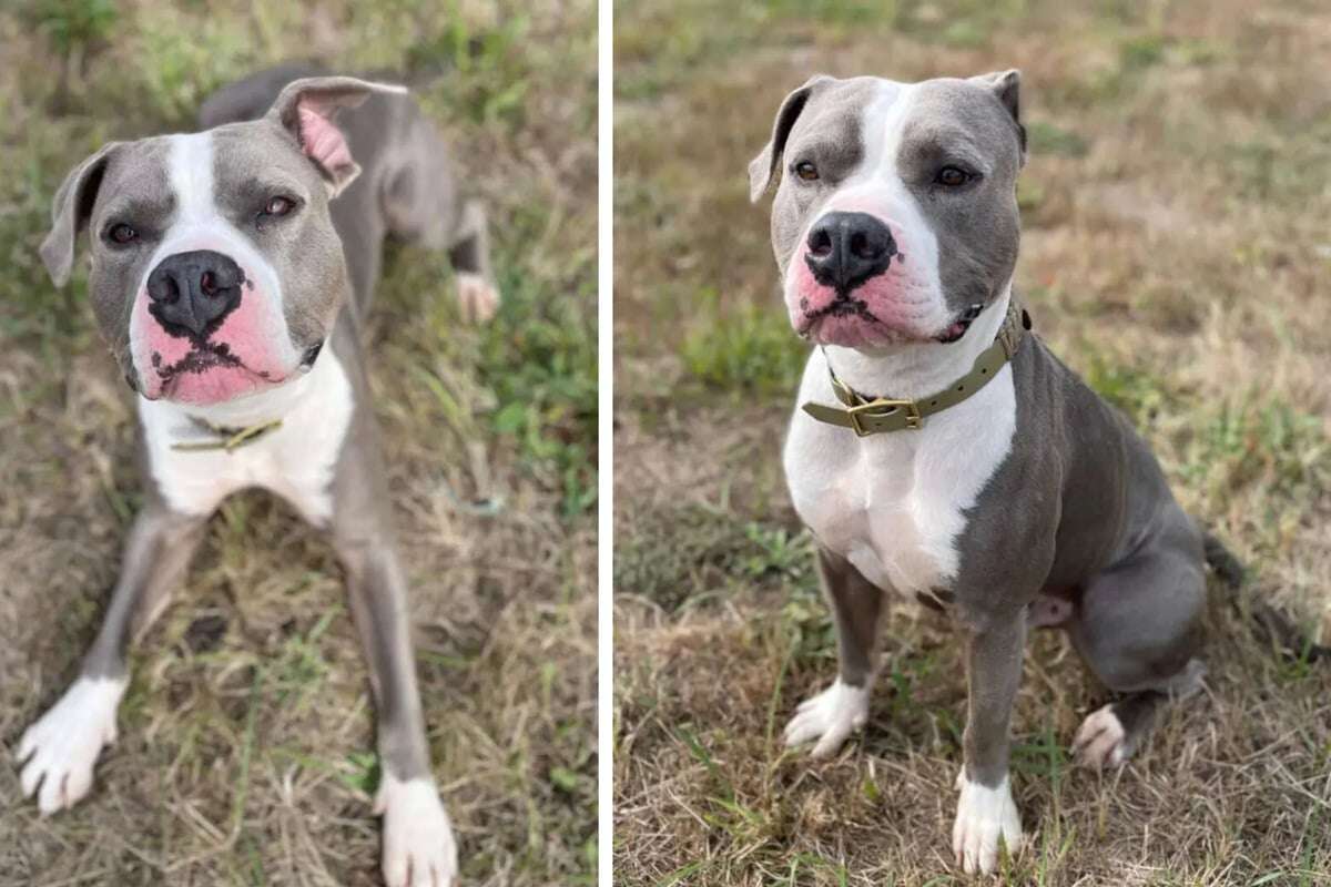 American Bully will hoch hinaus: Gibt es für Energiebündel Lio noch ein Happy End?