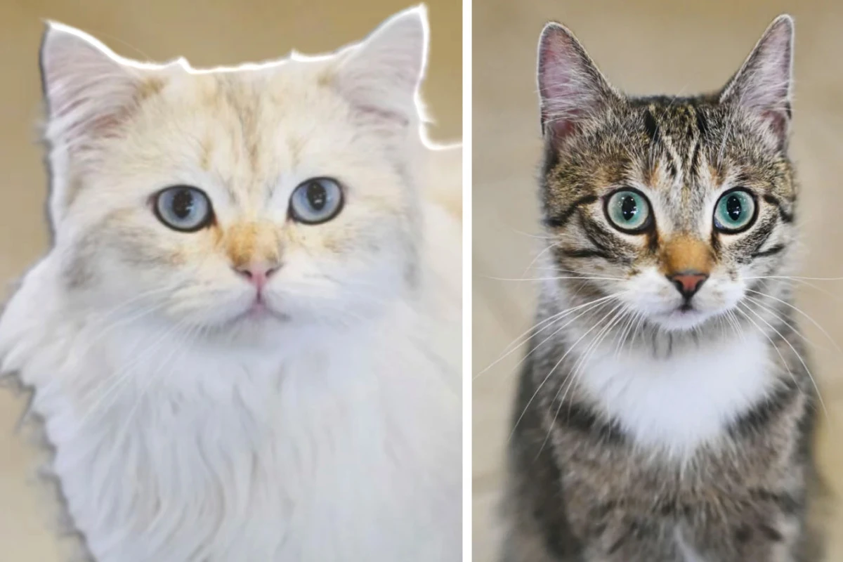 Kater-Freunde auf der Suche: Ob Santa und Winter den Absprung schaffen?