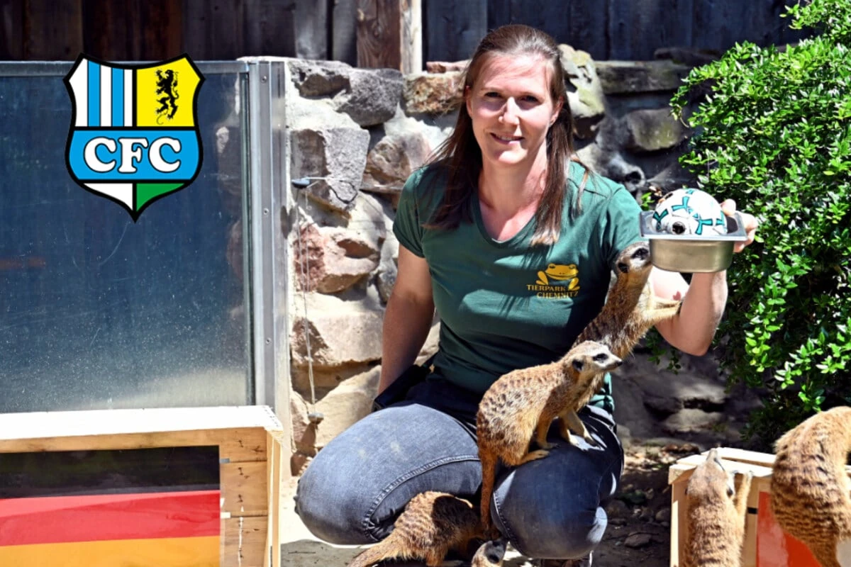 So orakeln die Chemnitzer Erdmännchen das zweite Deutschland-Spiel
