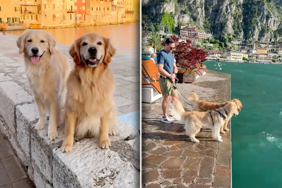 Golden Retriever schauen aufs Meer: Was dann passiert, ärgert das Herrchen - 
