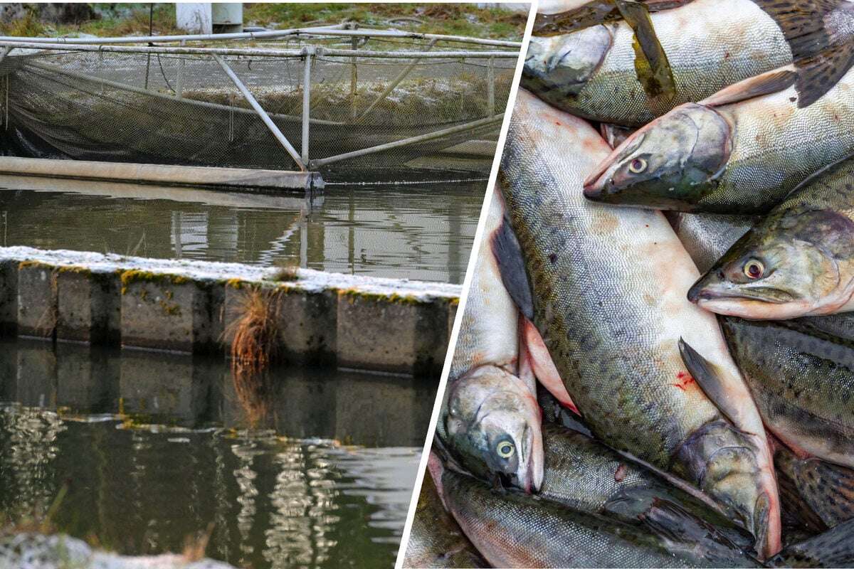 Fischdiebe plündern Teich voller Weihnachtsforellen!