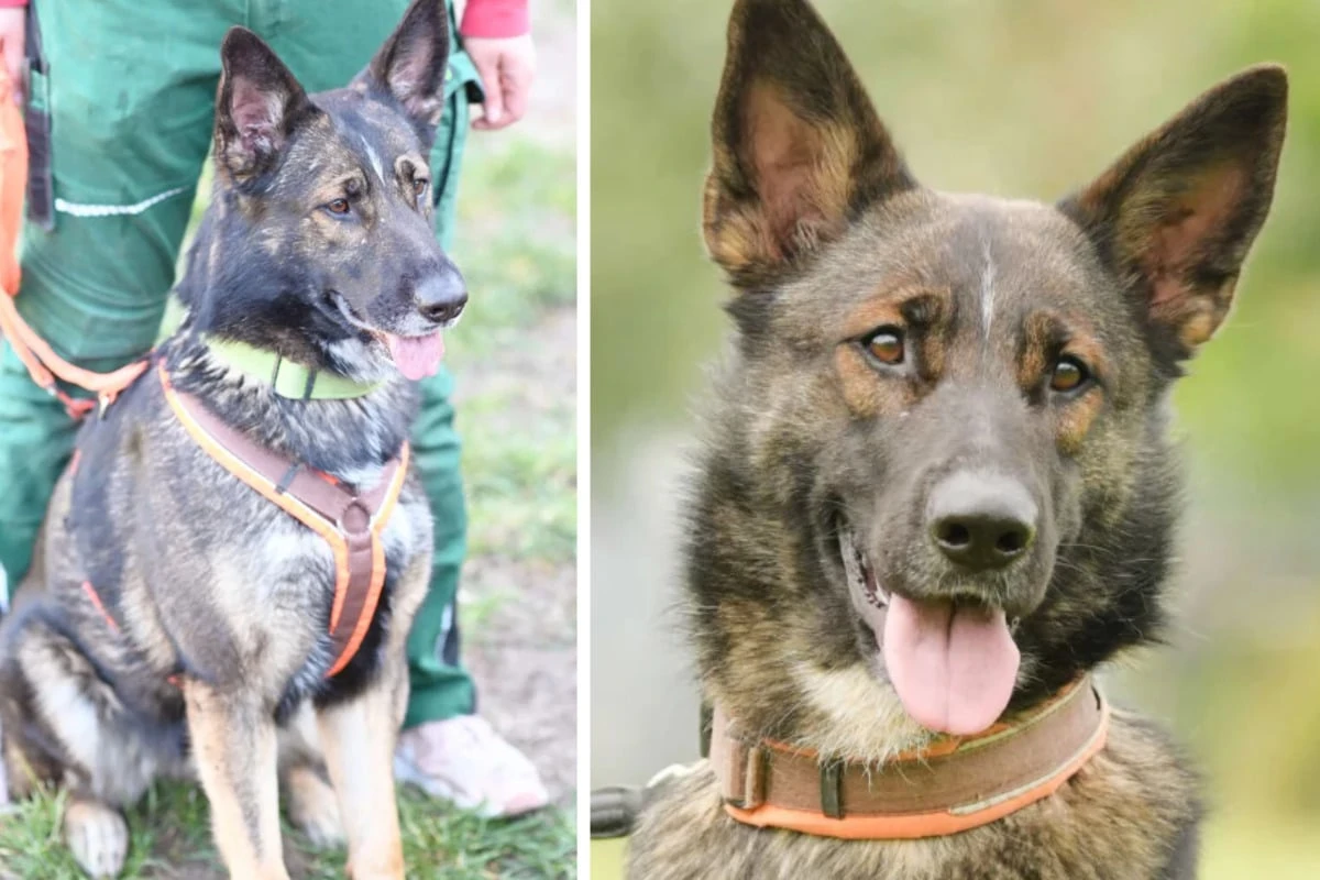 Schäferhund schlecht behandelt: Ob Bianca endlich ein schönes Zuhause findet?