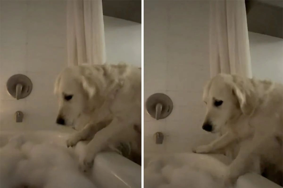 Frau legt sich in die Badewanne: Was ihr Golden Retriever dann macht, bringt Unzählige zum Lachen
