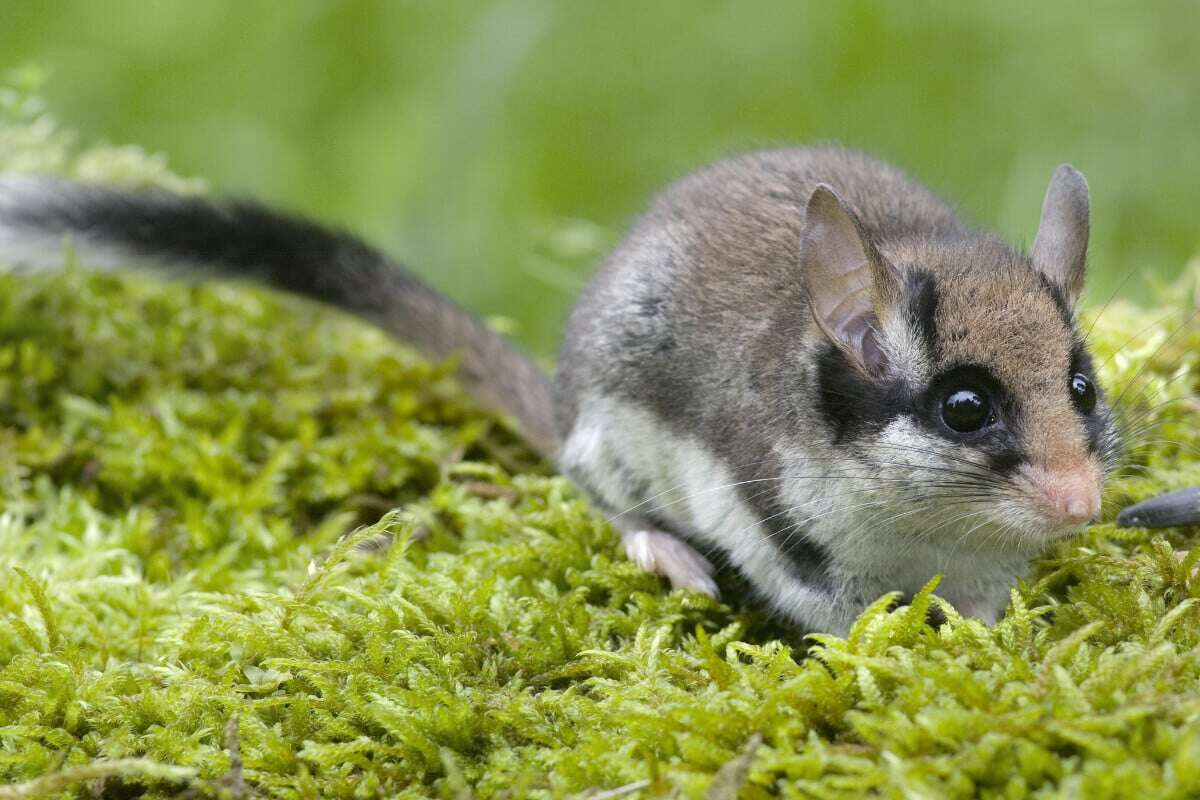 Rettet den Gartenschläfer: Schlafmaus mit 