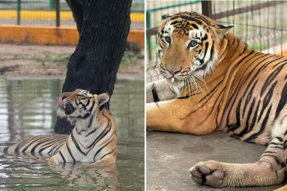 Raubtier-Alarm: Entlaufener Tiger kann seit Tagen nicht gefangen werden