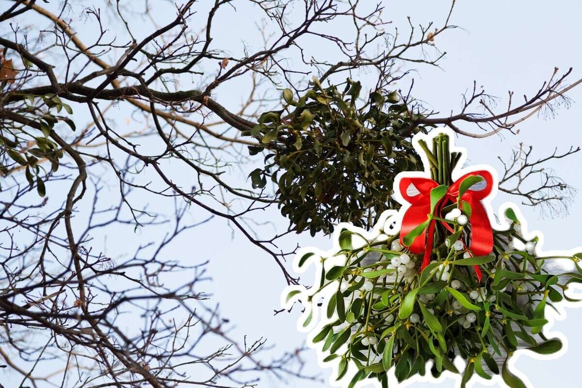 Misteln ernten verboten? So kann man den Weihnachtsschmuck pflücken