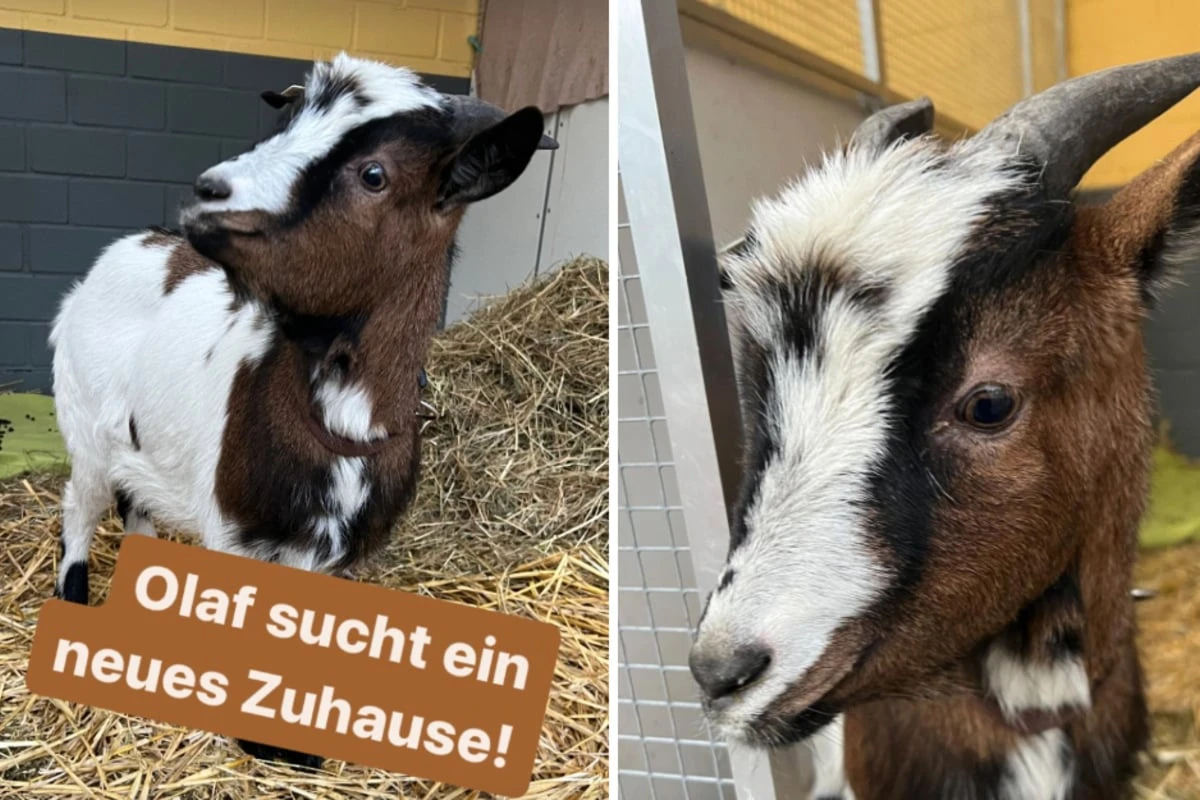 Ziege Olaf läuft Besitzer davon, der will ihn nicht mehr zurück: Wer schenkt ihm ein neues Leben?