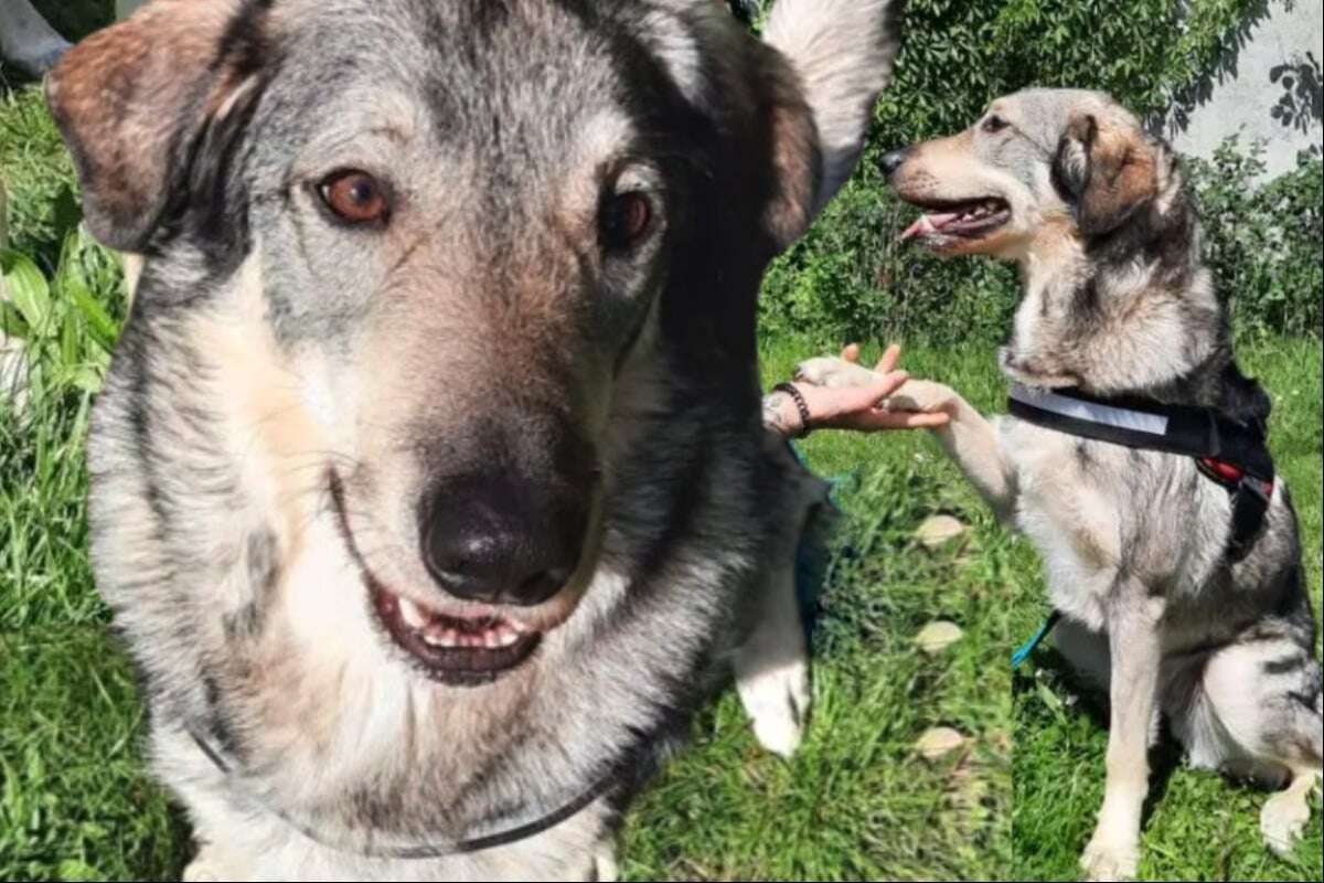 Mix aus Schäferhund und Wolfshund: Pablo will DAS noch unbedingt lernen