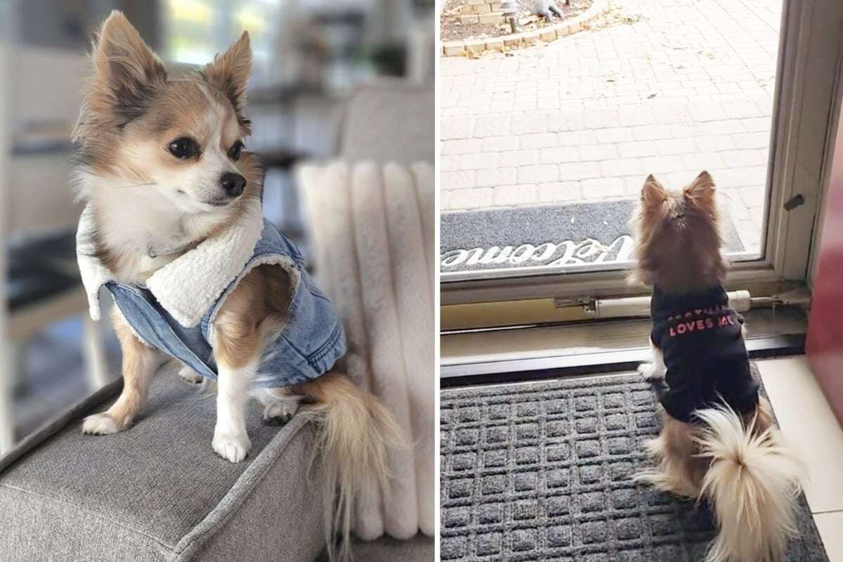 Chihuahua sitzt jeden Tag winselnd vor der Haustür: Was dann passiert, lässt niemanden kalt