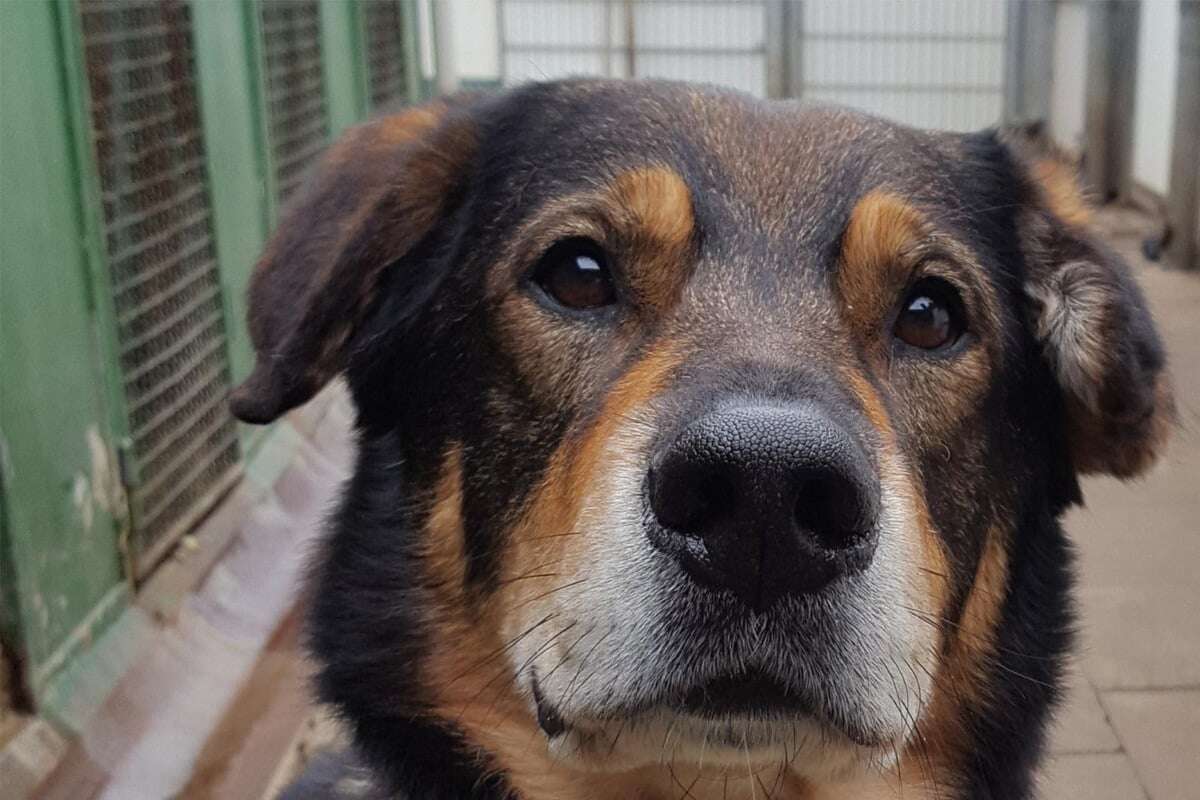 Seit acht Jahren im Tierheim: Gibt es für Hund Sammy noch ein Happy End?