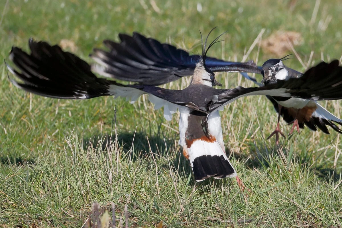 Zu aggressiv! Leipziger Zoo-Experiment muss abgebrochen werden: 