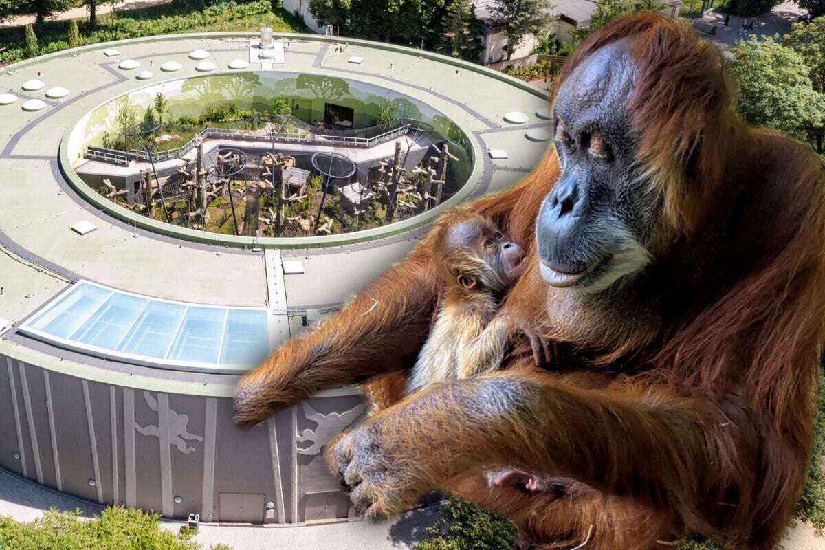 Neuer Bewohner im Zoo Dresden: Orang-Utan-Dame Daisy bringt niedlichen Nachwuchs zur Welt