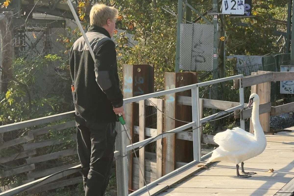 Tierischer Einsatz in Hamburg: Schwan aus dem Gleisbereich gerettet