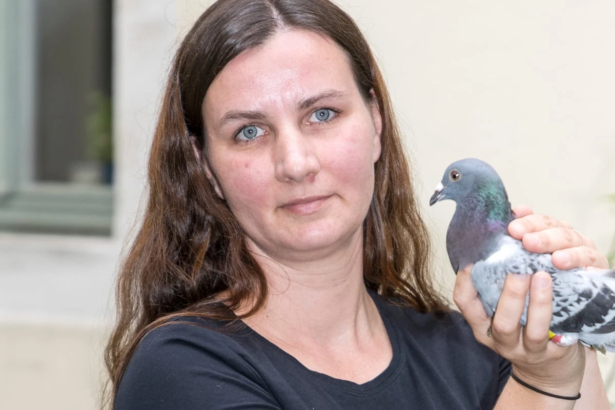 Erschöpfte Brieftauben landen in Dresden: Tierschützer schlagen Alarm