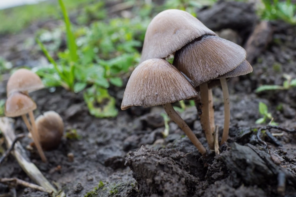 Plötzlich Pilze im Hochbeet - harmlos oder gefährlich? Die Antwort mag überraschen