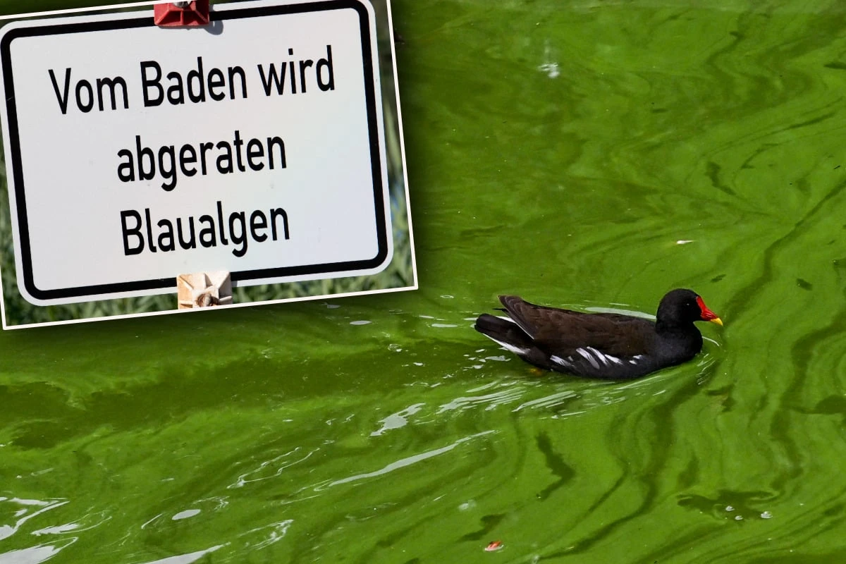 Blaualgen-Alarm! Endlich wieder Sommerwetter, aber hier solltet Ihr nicht baden