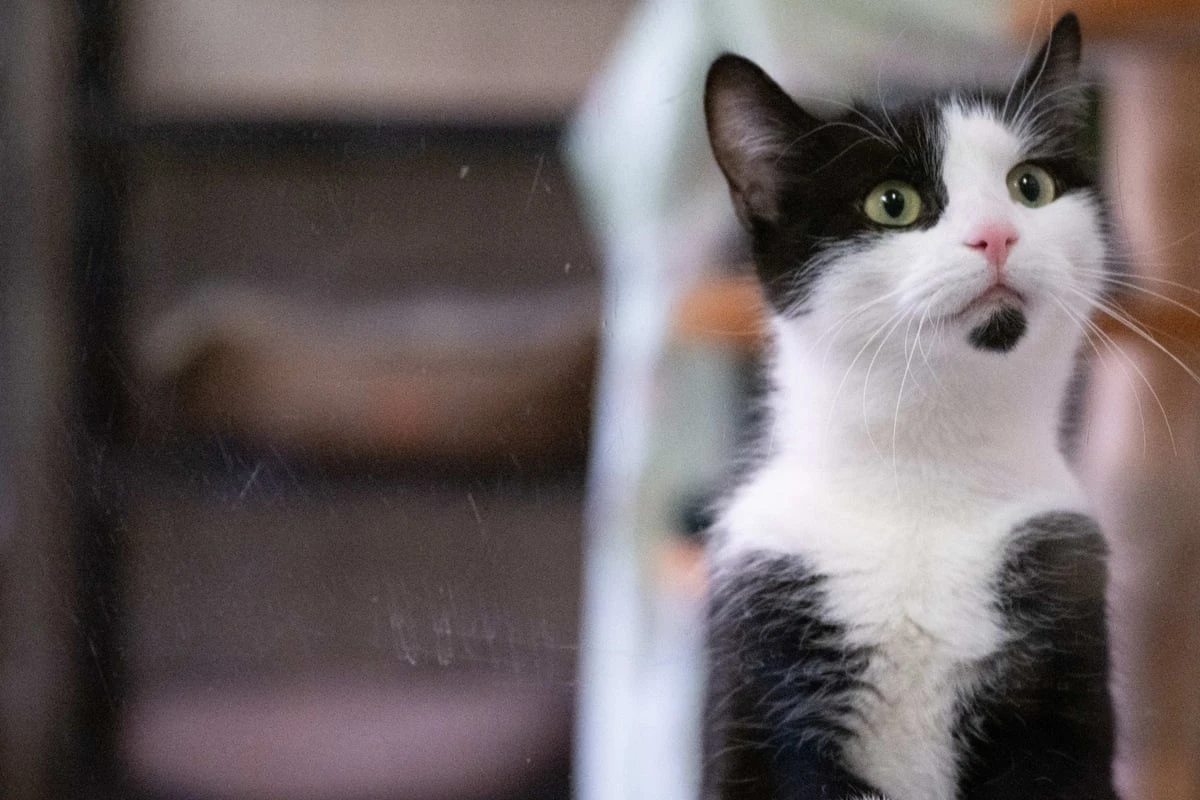 Katze kommt mit geschwollener Pfote zum Arzt und wird eingeschläfert