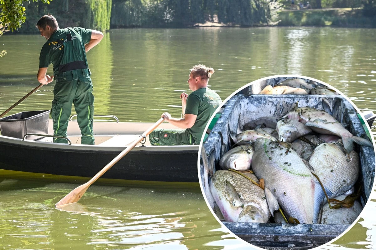 Mysteriöses Fischsterben im Carolasee: Jetzt sollen Tests Klarheit bringen