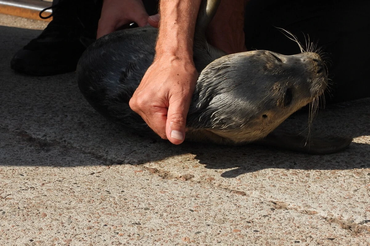 Kleines Seehundbaby auf Schwimmsteg entdeckt: Retter nennen es 