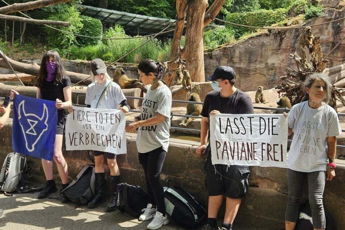 PETA und die Affen-Tötung: Wie aussagekräftig ist die Umfrage zum Nürnberger Zoo wirklich?