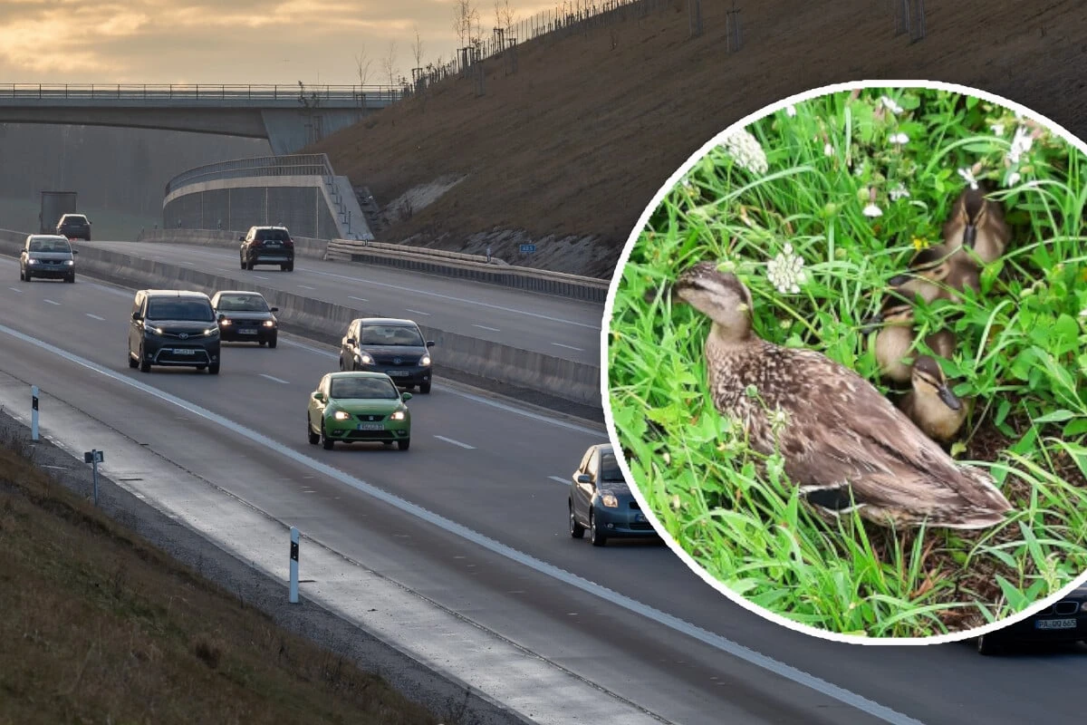 Tierischer Einsatz: Entenmutter mit Küken will A94 überqueren