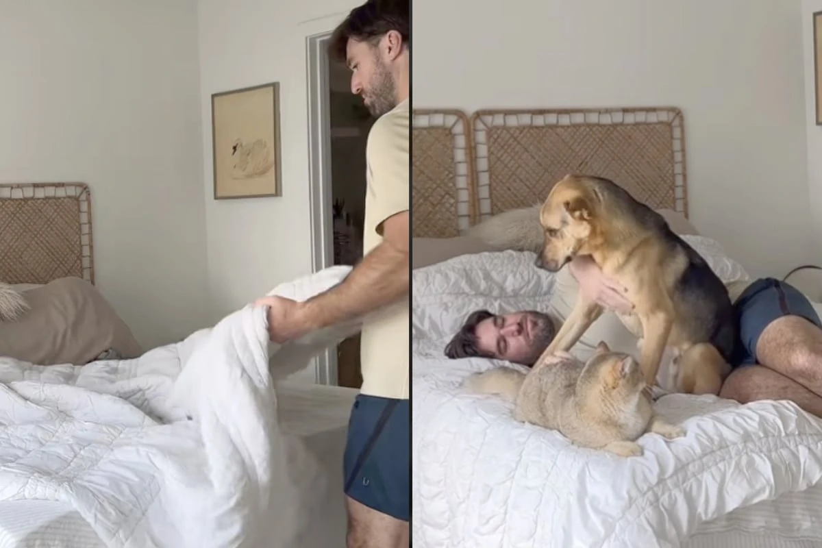 Mann will Bett machen, doch Hund und Katze haben einen anderen Plan